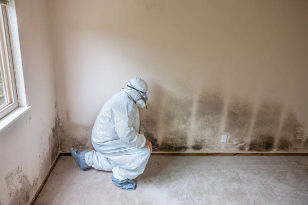 Professional Mold Removal in Clermont, FL