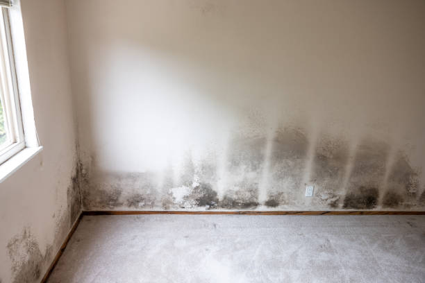 Best Asbestos and Lead Testing During Mold Inspection  in Clermont, FL